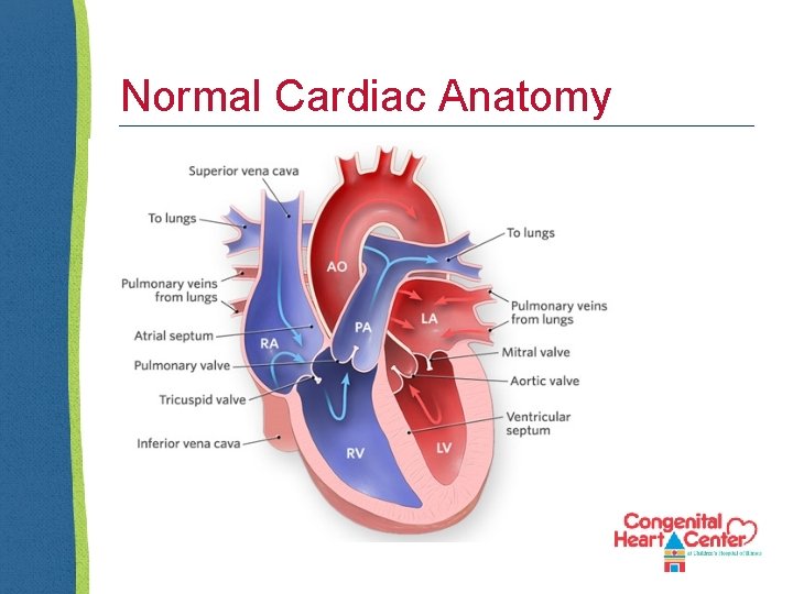 Normal Cardiac Anatomy 
