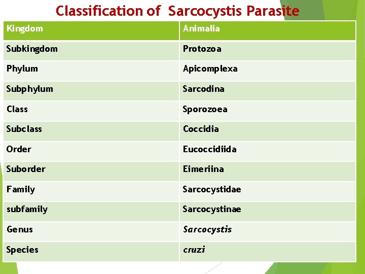 Classification of Sarcocystis Parasite Kingdom Animalia Subkingdom Protozoa Phylum Apicomplexa Subphylum Sarcodina Class Sporozoea