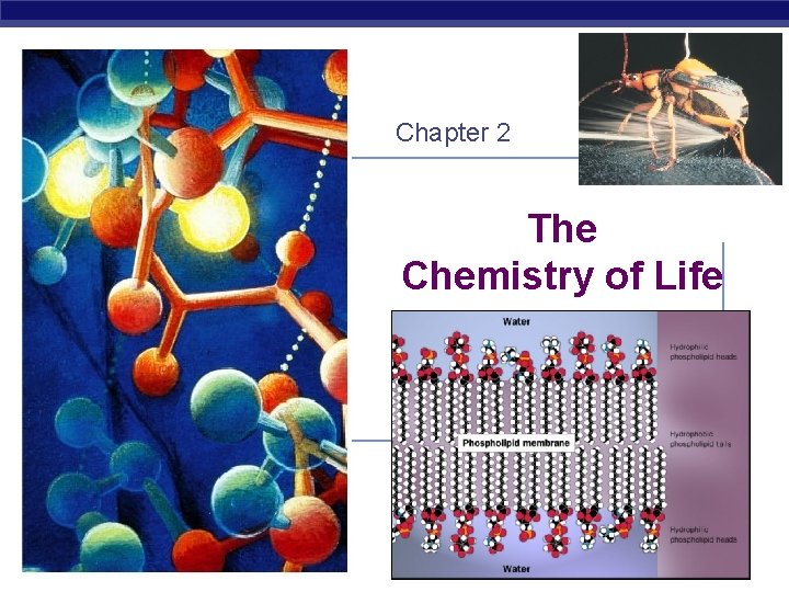 Chapter 2 The Chemistry of Life AP Biology 2007 -2008 