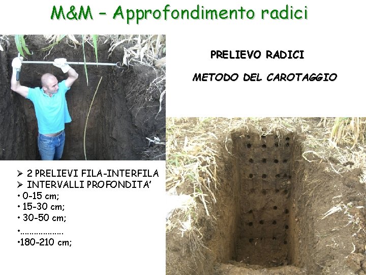 M&M – Approfondimento radici PRELIEVO RADICI METODO DEL CAROTAGGIO Ø 2 PRELIEVI FILA-INTERFILA Ø