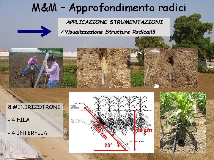 M&M – Approfondimento radici APPLICAZIONE STRUMENTAZIONI üVisualizzazione Strutture Radicali 3 8 MINIRIZOTRONI - 4