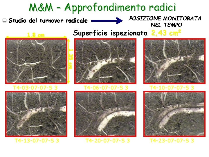 M&M – Approfondimento radici q Studio del turnover radicale 1, 8 cm POSIZIONE MONITORATA