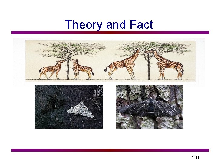 Theory and Fact 5 -11 