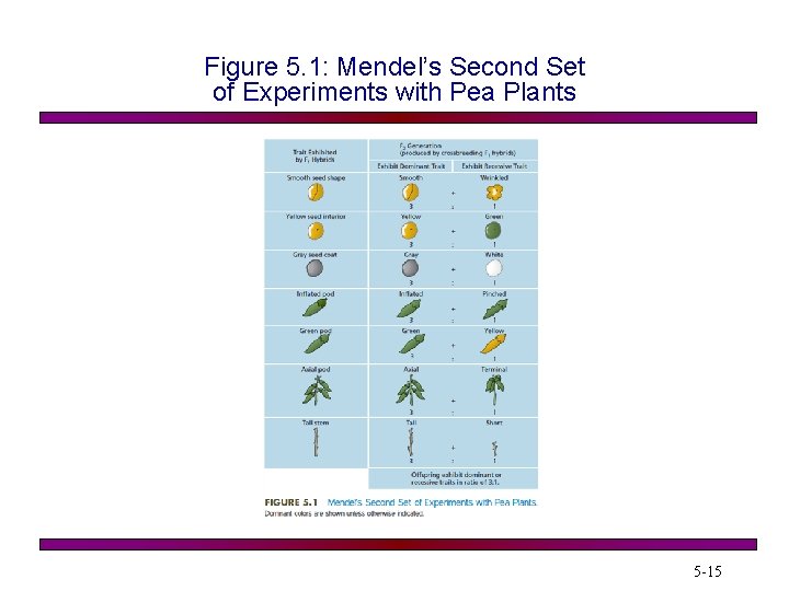 Figure 5. 1: Mendel’s Second Set of Experiments with Pea Plants 5 -15 