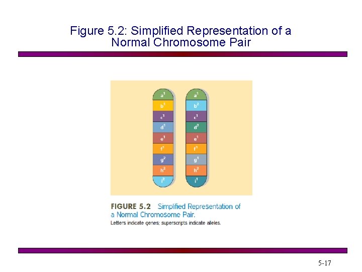 Figure 5. 2: Simplified Representation of a Normal Chromosome Pair 5 -17 