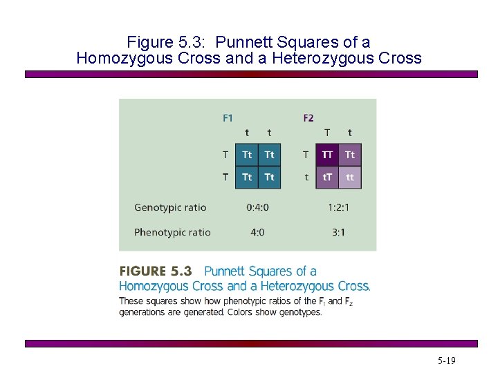 Figure 5. 3: Punnett Squares of a Homozygous Cross and a Heterozygous Cross 5