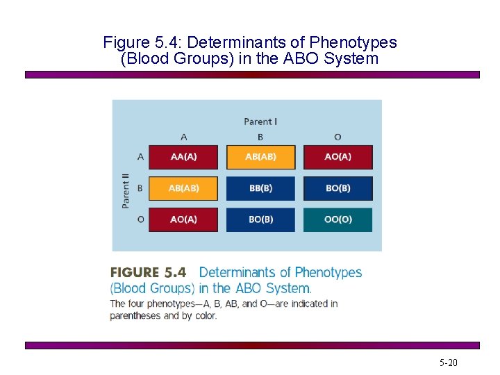 Figure 5. 4: Determinants of Phenotypes (Blood Groups) in the ABO System 5 -20