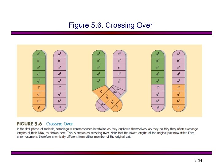 Figure 5. 6: Crossing Over 5 -24 