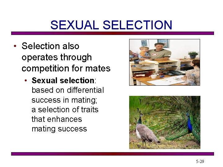 SEXUAL SELECTION • Selection also operates through competition for mates • Sexual selection: based