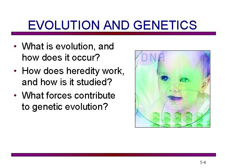 EVOLUTION AND GENETICS • What is evolution, and how does it occur? • How