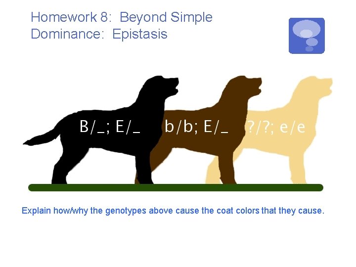 Homework 8: Beyond Simple Dominance: Epistasis Explain how/why the genotypes above cause the coat