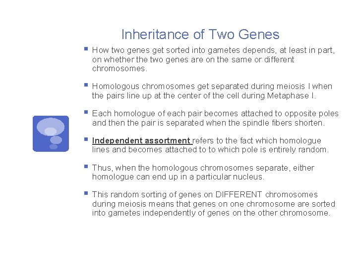 Inheritance of Two Genes § How two genes get sorted into gametes depends, at