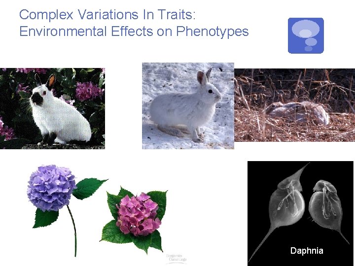 Complex Variations In Traits: Environmental Effects on Phenotypes Daphnia 