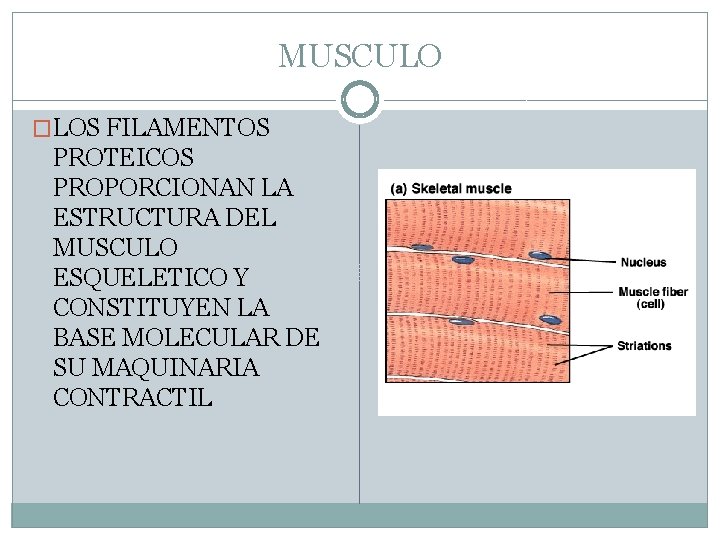 MUSCULO �LOS FILAMENTOS PROTEICOS PROPORCIONAN LA ESTRUCTURA DEL MUSCULO ESQUELETICO Y CONSTITUYEN LA BASE