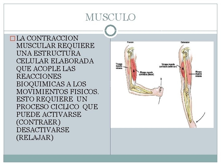 MUSCULO � LA CONTRACCION MUSCULAR REQUIERE UNA ESTRUCTURA CELULAR ELABORADA QUE ACOPLE LAS REACCIONES