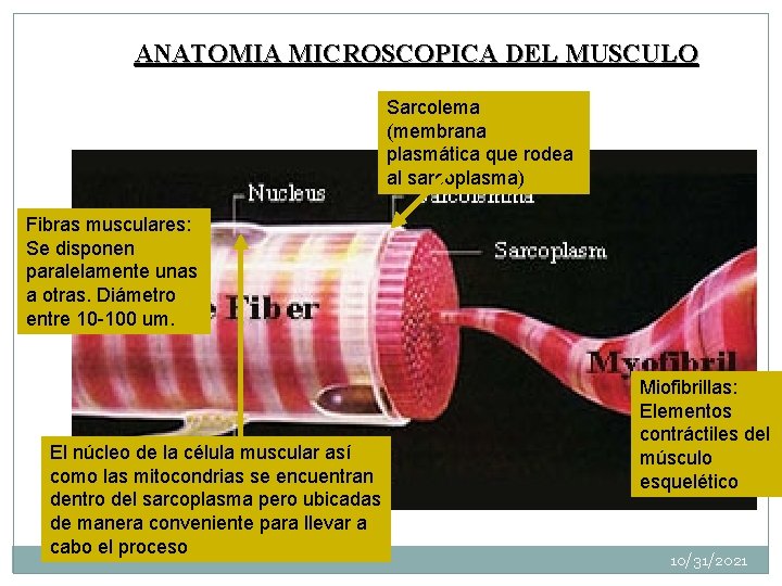 ANATOMIA MICROSCOPICA DEL MUSCULO Sarcolema (membrana plasmática que rodea al sarcoplasma) Fibras musculares: Se