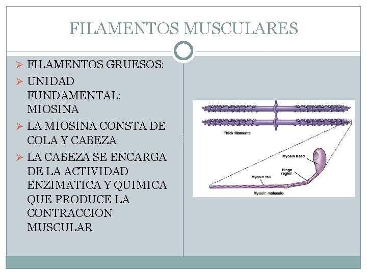 FILAMENTOS MUSCULARES Ø FILAMENTOS GRUESOS: Ø UNIDAD FUNDAMENTAL: MIOSINA Ø LA MIOSINA CONSTA DE