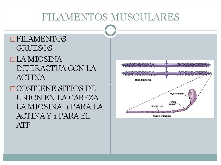 FILAMENTOS MUSCULARES �FILAMENTOS GRUESOS �LA MIOSINA INTERACTUA CON LA ACTINA �CONTIENE SITIOS DE UNION