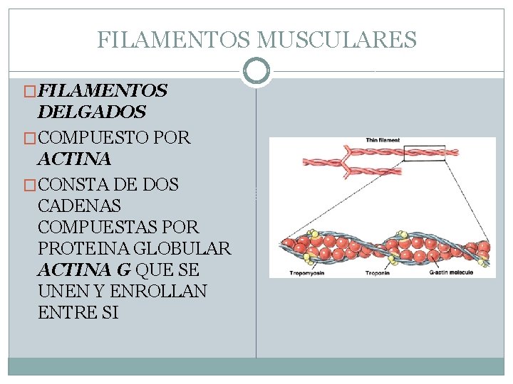 FILAMENTOS MUSCULARES �FILAMENTOS DELGADOS �COMPUESTO POR ACTINA �CONSTA DE DOS CADENAS COMPUESTAS POR PROTEINA