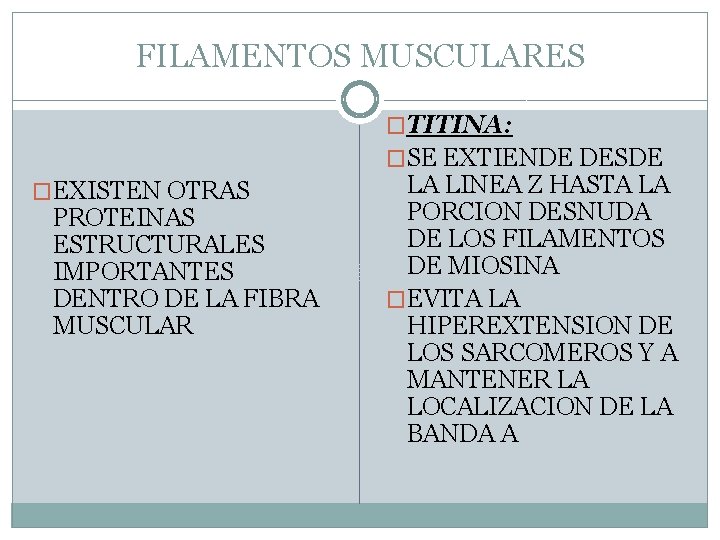 FILAMENTOS MUSCULARES �TITINA: �SE EXTIENDE DESDE �EXISTEN OTRAS PROTEINAS ESTRUCTURALES IMPORTANTES DENTRO DE LA