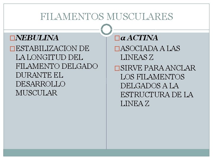 FILAMENTOS MUSCULARES �NEBULINA �α ACTINA �ESTABILIZACION DE �ASOCIADA A LAS LA LONGITUD DEL FILAMENTO