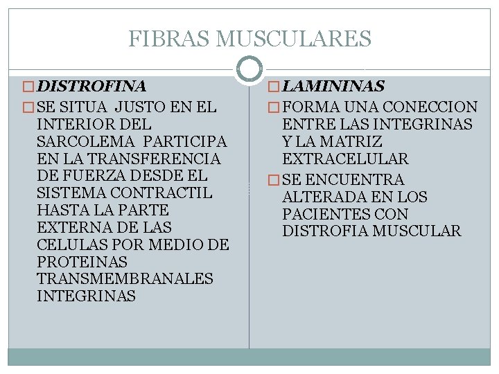 FIBRAS MUSCULARES � DISTROFINA � LAMININAS � SE SITUA JUSTO EN EL � FORMA