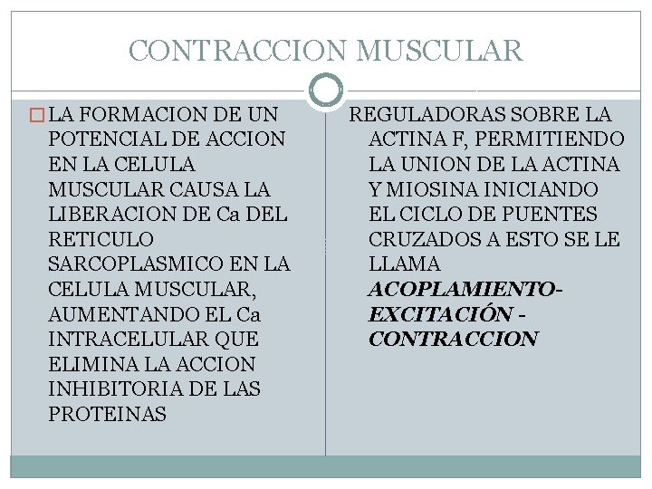 CONTRACCION MUSCULAR � LA FORMACION DE UN POTENCIAL DE ACCION EN LA CELULA MUSCULAR