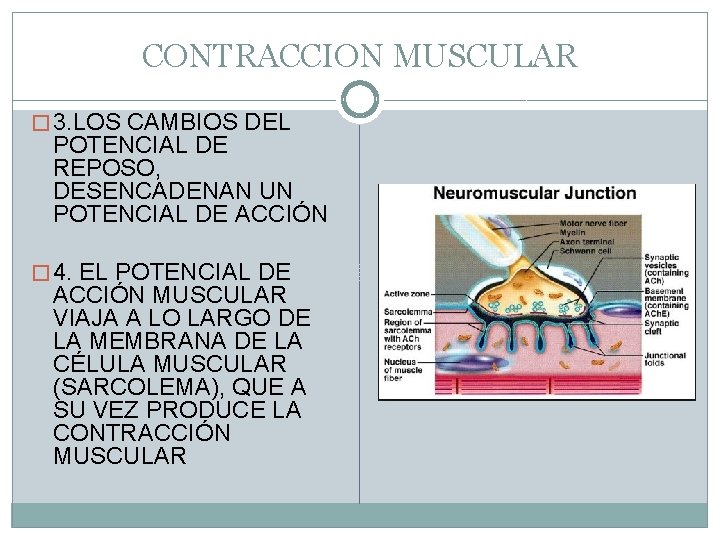 CONTRACCION MUSCULAR � 3. LOS CAMBIOS DEL POTENCIAL DE REPOSO, DESENCADENAN UN POTENCIAL DE