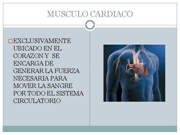 MUSCULO CARDIACO �EXCLUSIVAMENTE UBICADO EN EL CORAZON Y SE ENCARGA DE GENERAR LA FUERZA