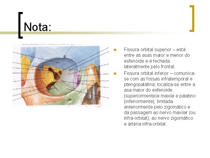 Nota: n n Fissura orbital superior – está entre as asas maior e menor