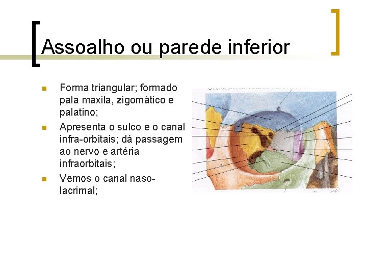 Assoalho ou parede inferior n n n Forma triangular; formado pala maxila, zigomático e