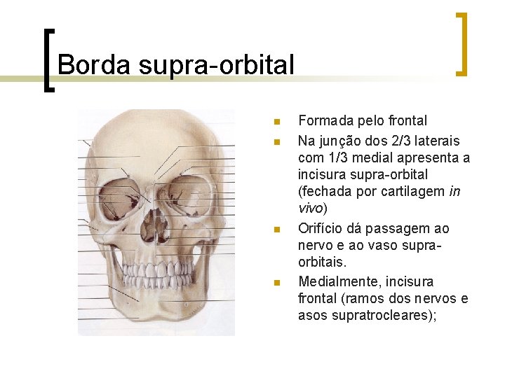 Borda supra-orbital n n Formada pelo frontal Na junção dos 2/3 laterais com 1/3