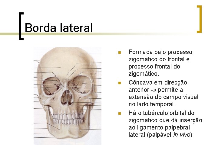 Borda lateral n n n Formada pelo processo zigomático do frontal e processo frontal