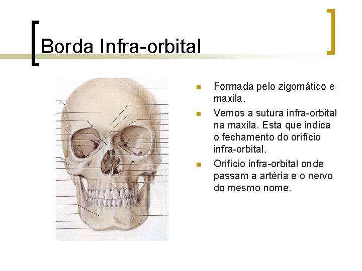 Borda Infra-orbital n n n Formada pelo zigomático e maxila. Vemos a sutura infra-orbital