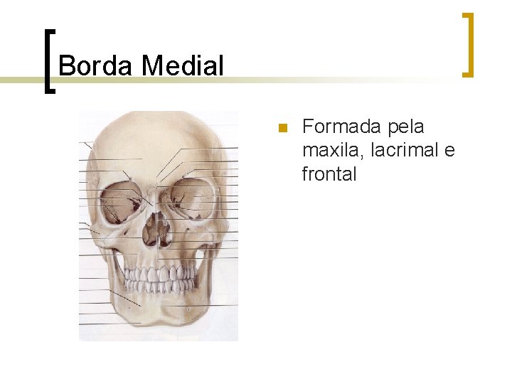 Borda Medial n Formada pela maxila, lacrimal e frontal 