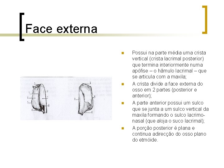 Face externa n n Possui na parte média uma crista vertical (crista lacrimal posterior)