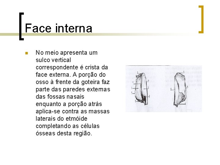 Face interna n No meio apresenta um sulco vertical correspondente é crista da face