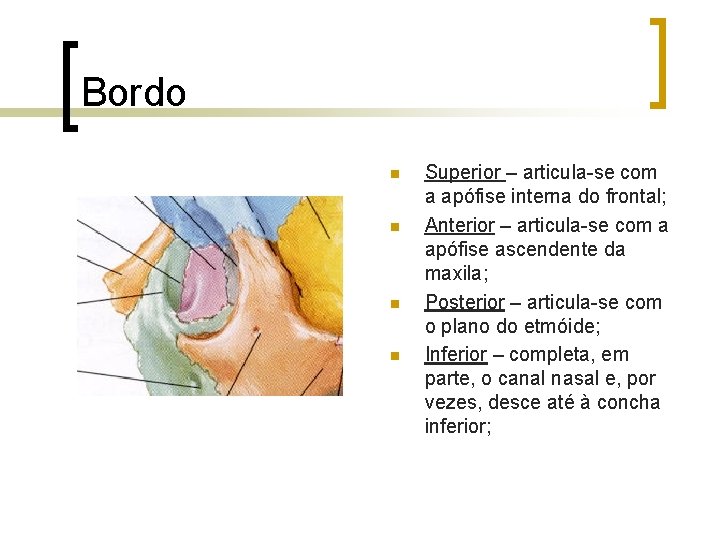 Bordo n n Superior – articula-se com a apófise interna do frontal; Anterior –