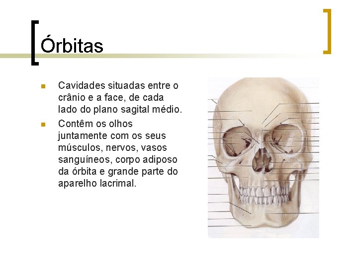 Órbitas n n Cavidades situadas entre o crânio e a face, de cada lado