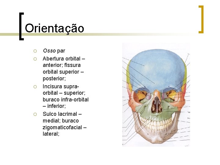 Orientação ¡ ¡ Osso par Abertura orbital – anterior; fissura orbital superior – posterior;