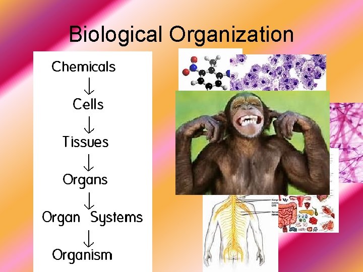 Biology Unit 3 Cell Structures What are cells
