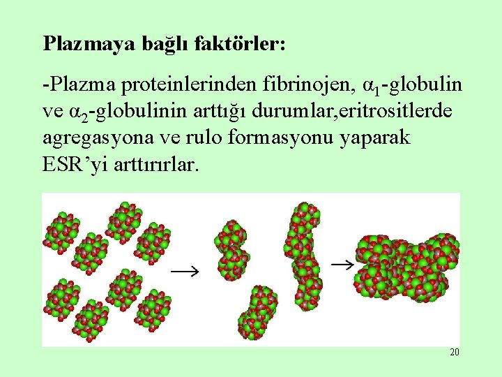 Plazmaya bağlı faktörler: -Plazma proteinlerinden fibrinojen, α 1 -globulin ve α 2 -globulinin arttığı