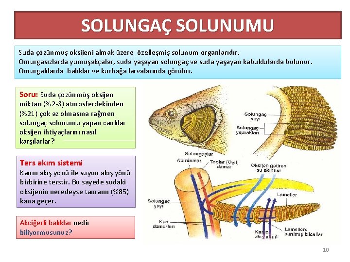 SOLUNGAÇ SOLUNUMU Suda çözünmüş oksijeni almak üzere özelleşmiş solunum organlarıdır. Omurgasızlarda yumuşakçalar, suda yaşayan