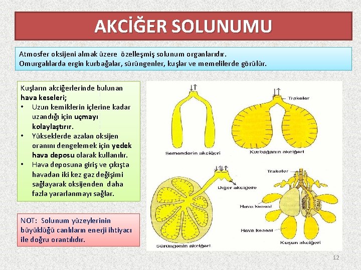 AKCİĞER SOLUNUMU Atmosfer oksijeni almak üzere özelleşmiş solunum organlarıdır. Omurgalılarda ergin kurbağalar, sürüngenler, kuşlar