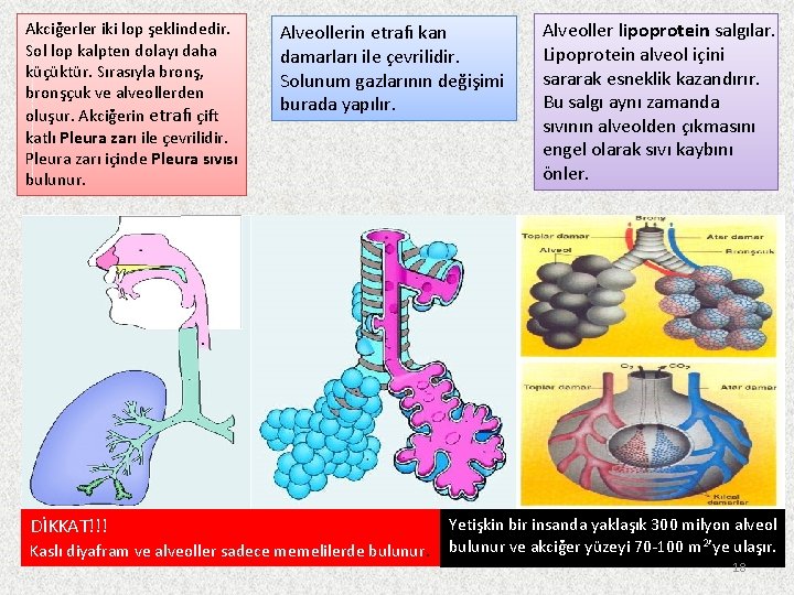 Akciğerler iki lop şeklindedir. Sol lop kalpten dolayı daha küçüktür. Sırasıyla bronş, bronşçuk ve