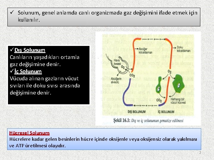 ü Solunum, genel anlamda canlı organizmada gaz değişimini ifade etmek için kullanılır. üDış Solunum