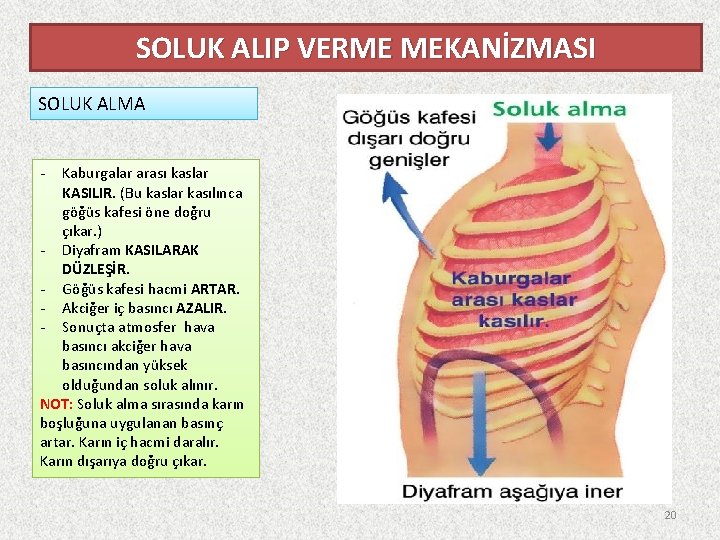 SOLUK ALIP VERME MEKANİZMASI SOLUK ALMA - Kaburgalar arası kaslar KASILIR. (Bu kaslar kasılınca