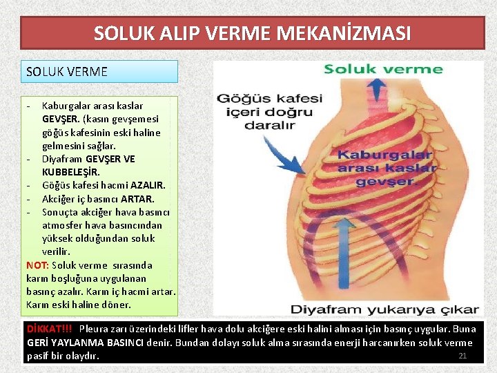 SOLUK ALIP VERME MEKANİZMASI SOLUK VERME - Kaburgalar arası kaslar GEVŞER. (kasın gevşemesi göğüs