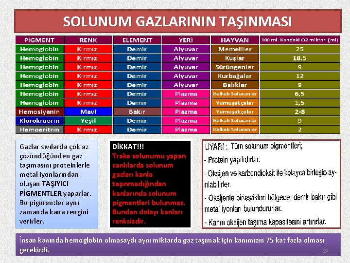 SOLUNUM GAZLARININ TAŞINMASI Gazlar sıvılarda çok az çözündüğünden gaz taşımasını proteinlerle metal iyonlarından oluşan