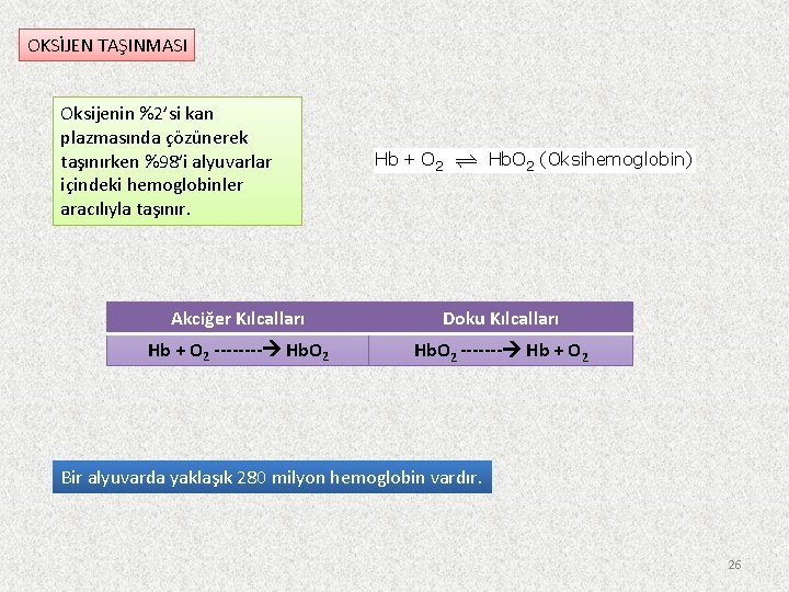 OKSİJEN TAŞINMASI Oksijenin %2’si kan plazmasında çözünerek taşınırken %98’i alyuvarlar içindeki hemoglobinler aracılıyla taşınır.
